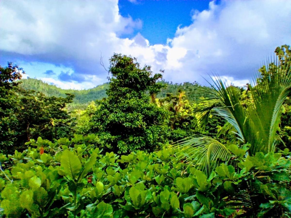 Villa Roots Jungle Retreat Marigot Esterno foto