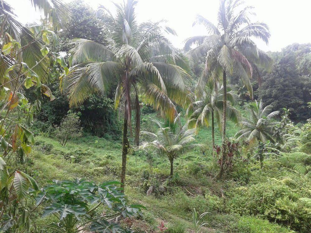 Villa Roots Jungle Retreat Marigot Esterno foto