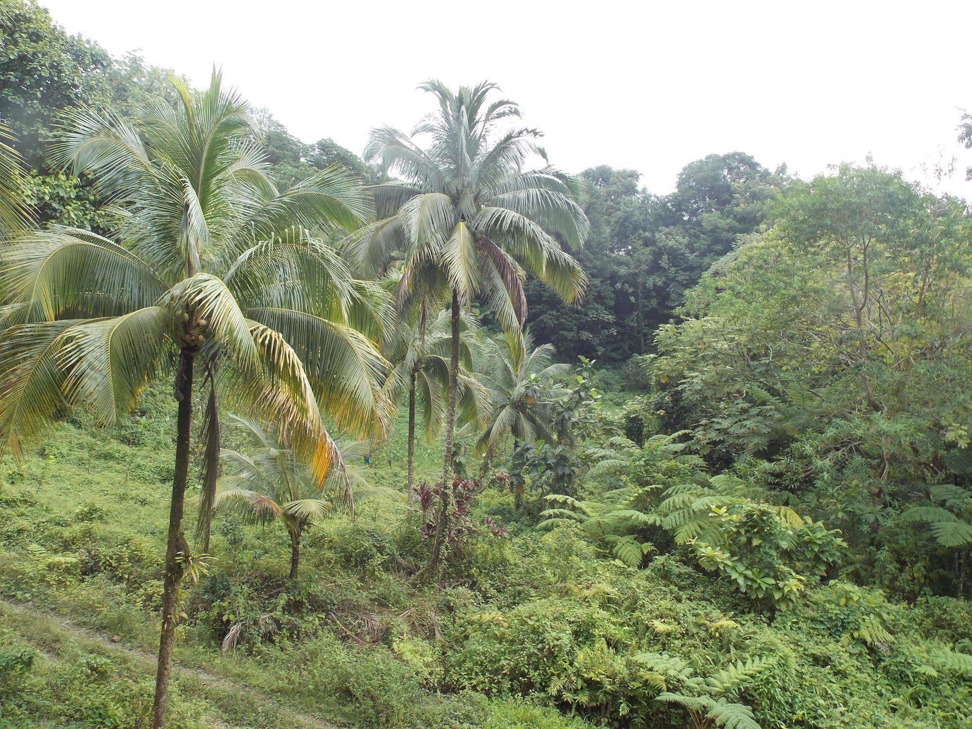 Villa Roots Jungle Retreat Marigot Esterno foto